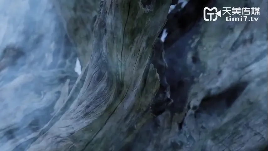 淫狐双飞